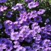 Phlox douglasii 'Lilac Cloud' -- Teppich-Phlox